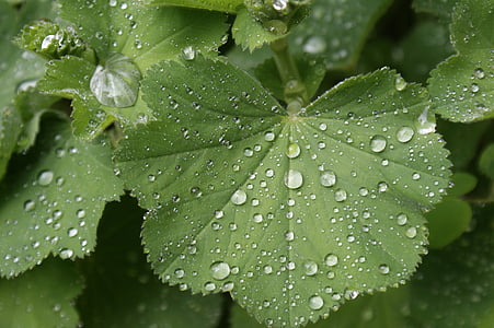 green, wet, wassertrofpen, nature, leaves, dew drops, morgentau