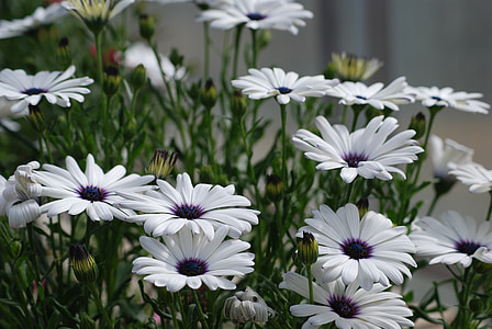 daisies, white, blossom, flowers, garden