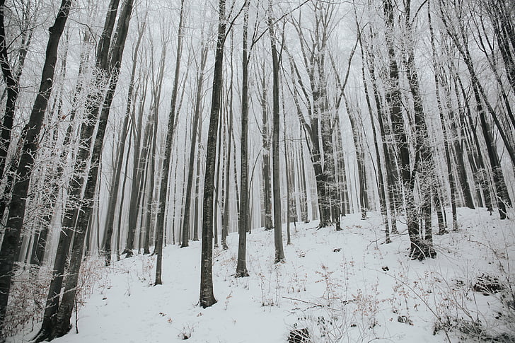 salju, musim dingin, putih, dingin, Cuaca, es, pohon
