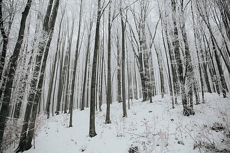 zăpadă, iarna, alb, rece, vremea, gheata, copaci