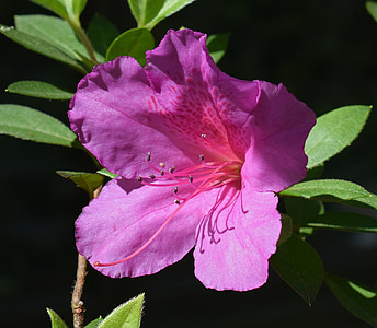 heißes Rosa Azalee, Azalee, Blume, Blüte, Bloom, Strauch, Busch