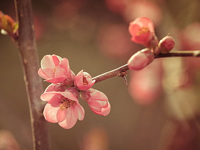 -de-rosa, flores, Primavera, flor, crescimento, cor-de-rosa, fragilidade