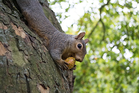 London, mókus, Anglia, természet, Park, állatok, egy állat