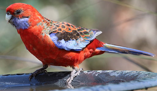 Rosella, Perruche de Pennant, oiseaux australiens, perroquet, oiseau, rouge, nature