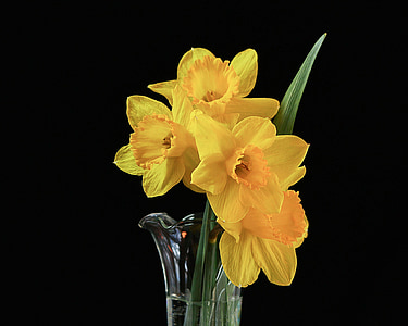 flowers, vase, daffodils, narcissus, jonquil, yellow blossom