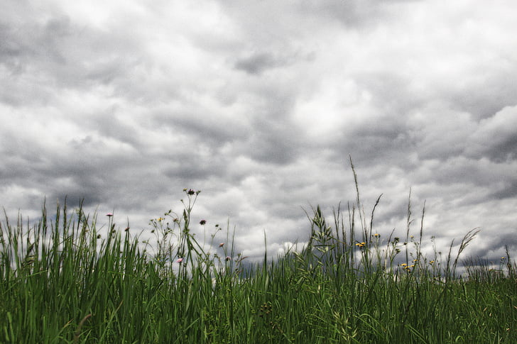 clouds, sky, grass, grasses, dark clouds, rainy, meadow