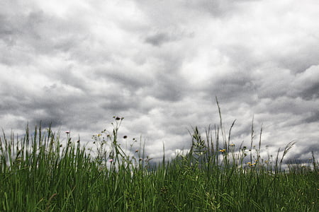 chmury, niebo, trawa, traw, ciemne chmury, deszczowa, łąka