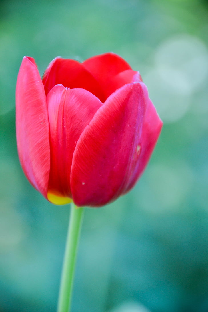 Tulipa, macro, detall, bokeh, pètals, jardí, flor