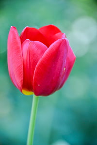 Tulip, macro, detaliu, bokeh, petale, gradina, floare