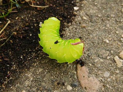 green, caterpillar, bug, wildlife, insect, color, camouflage