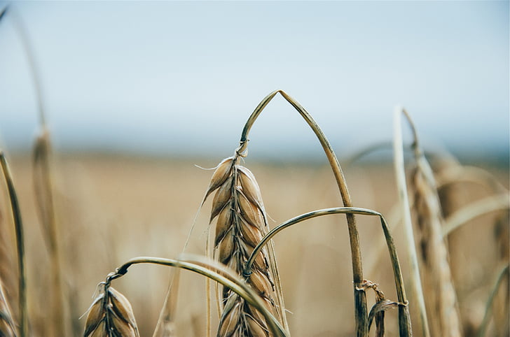Пшениця, рослини, поля, сільськогосподарських культур, ферми