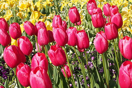 tulipaner, påskeliljer, vårblomster, blomster, våren, feltet, natur
