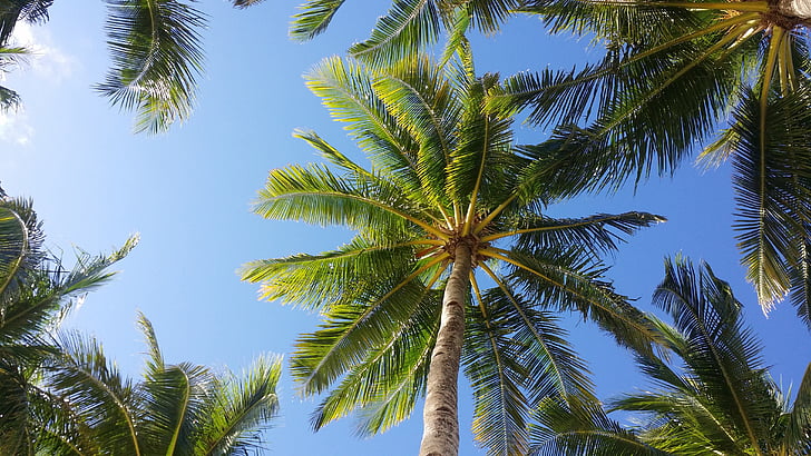 pálmafa, Sky, Boracay, trópusi, fa, alacsony, szög, kilátás, fa törzse