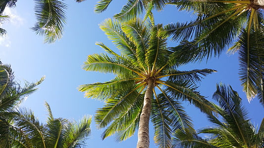Palma, debesis, Boracay, tropu, koks, šaurleņķa skats, koka stumbra