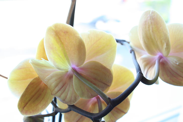 orquídea, flor, flor, flor, Branco, planta, flores