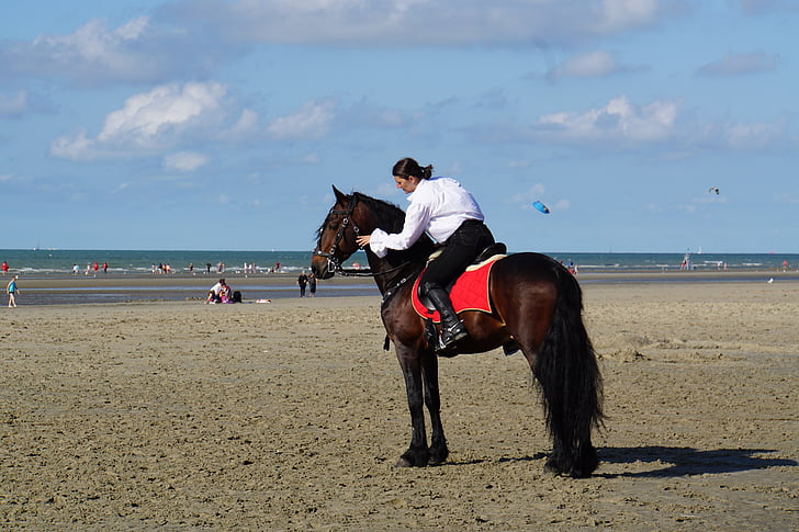 ездачка, белгийски конник, Конно шоу, кон, животните, спорт, на открито