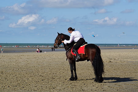 jezdkyně, belgický jezdec, koňské show, kůň, zvíře, sportovní, venku