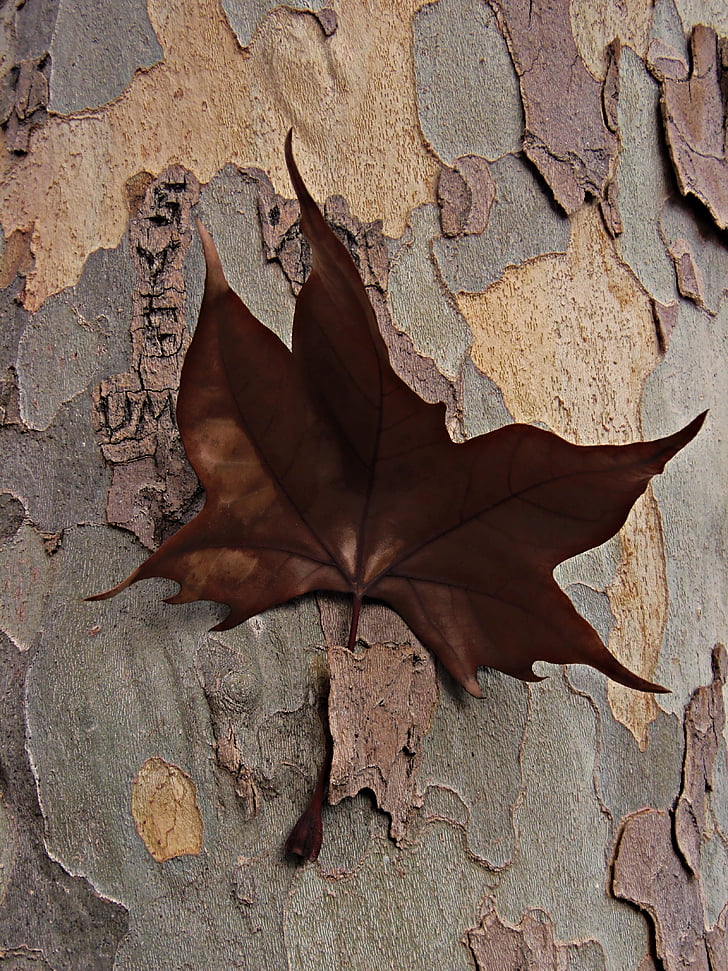 feuille sèche, cloué, écorce, brun, arbre, arrêté de feuille, sur l’écorce des feuilles