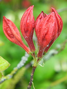 rododendro, Bud, rojo, flor, flor, floración, naturaleza