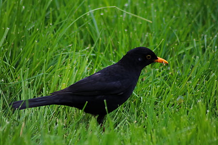 птица, Черный дрозд, значение true, животное, трава, черный, Природа