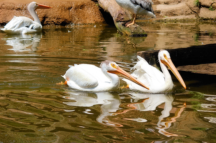 Pelikanai, paukščiai, zoologijos sodas, gyvūnai, vištos ir gaidžiai, vandens