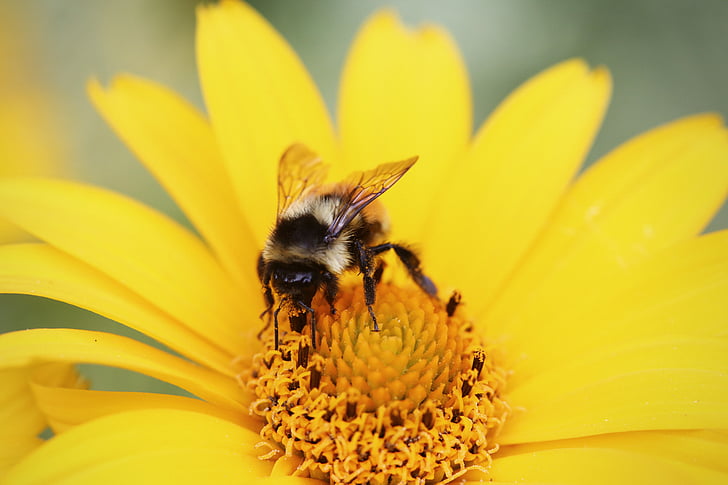 abeille, fleur, pollen, été, jaune