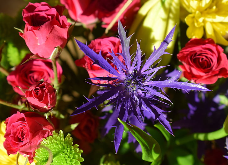 lila Distel und rote Rosen, stieg, Distel, Blumenstrauß, Natur, Blume, Blüte