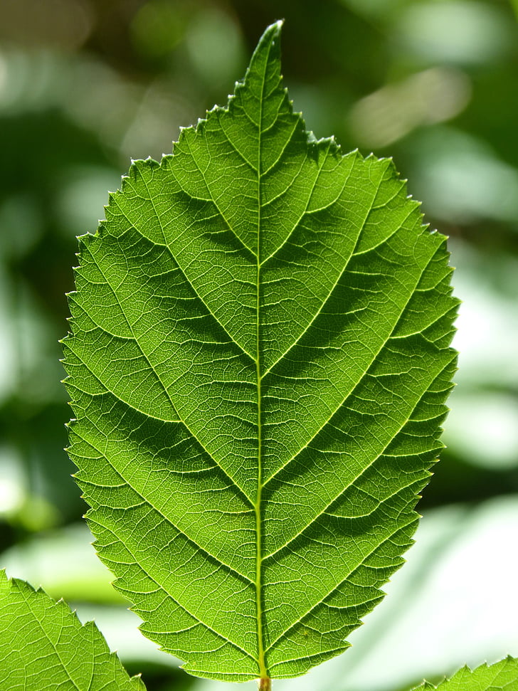 leaf, blackberry, ramifications, backlight, translucent, green, thorns