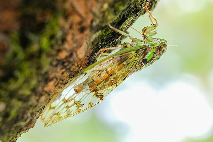 Cicada, động vật, côn trùng, mùa hè, màu xanh lá cây, sinh học, Thiên nhiên