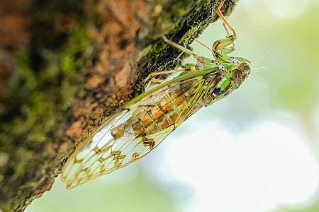 Cicada, động vật, côn trùng, mùa hè, màu xanh lá cây, sinh học, Thiên nhiên