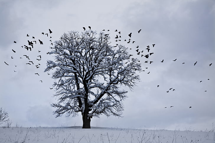 сняг, зимни, пейзаж, природата, птица