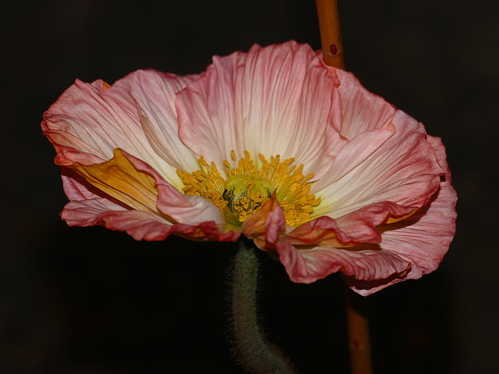 Anemone, floare, floare, Coroana anemone, stamen coroana-anemone, roz, floare