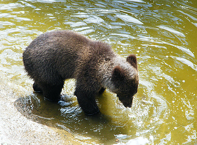 bear, brown bear, young, mammal, animal, water, playing