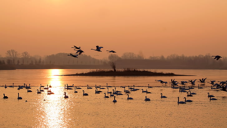 landscape, winter, morning sun, sunrise, birds, swans, lake