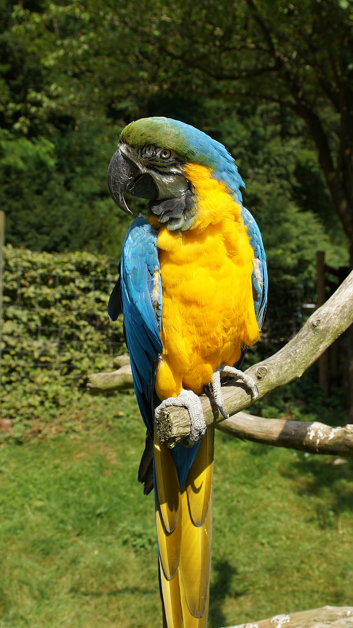 papukaija, Ara, lintu, värikäs, keltainen macaw, Kurpfalz-park, kodinturvajoukot