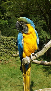 Kakatua, ara, burung, warna-warni, kuning macaw, Kurpfalz-park, rumah penjaga