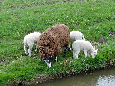 thịt cừu, đàn cừu, con cừu, mùa xuân, Thiên nhiên, động vật, động vật có vú