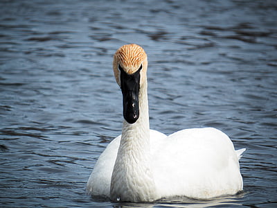 swan, bird, white, black beak, pond, trumpeter swan