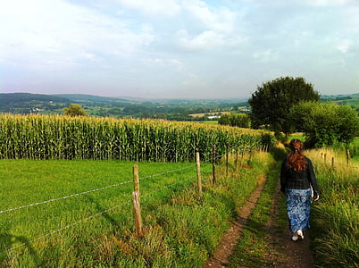 žena, hoda, put, polja, kukuruz, ograda, priroda