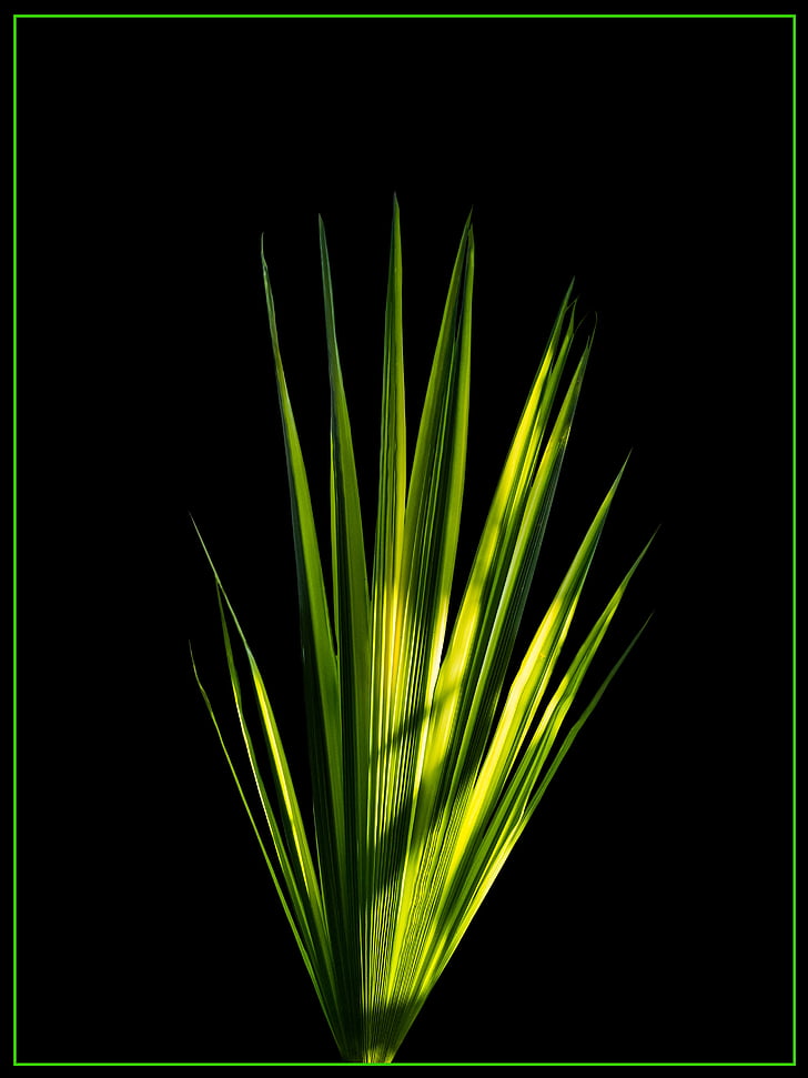 palm leaf, new leaf, palm fronds