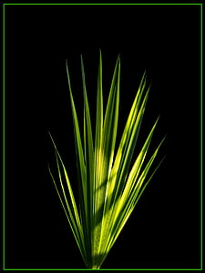 Palm leaf, нове життя, пальмового листя