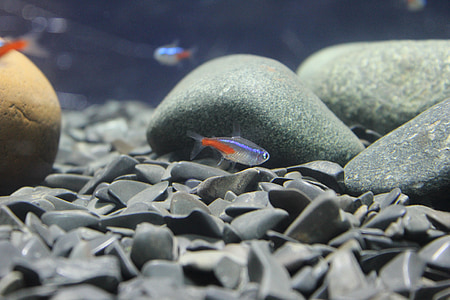 vis, stenen, kleine, vloer, Fish Tank, Aquarium