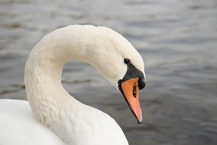 swan, animal, white, beak, beach, water, bird