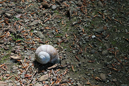 snail, shell, snail shells, housing, nature, mollusk, calming