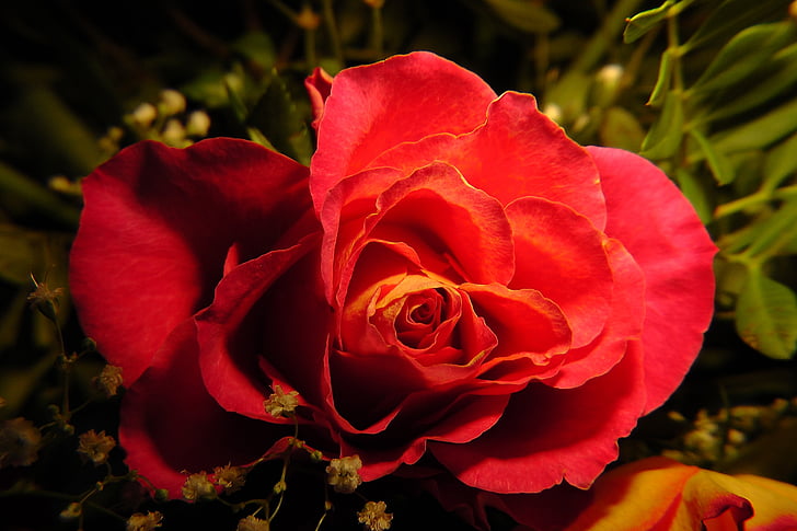 blossom, bloom, rose, red