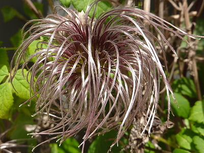 plant, clematis, fruit, silver, nature, hairy