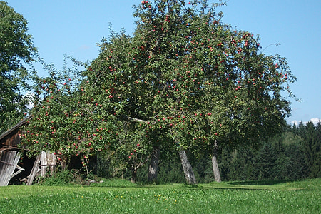 apple tree, nature, romantic, tree, apple, branch, kernobstgewaechs