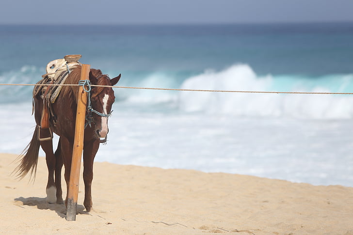 häst, stranden, Cabo, landskap, semester, solen, vågor