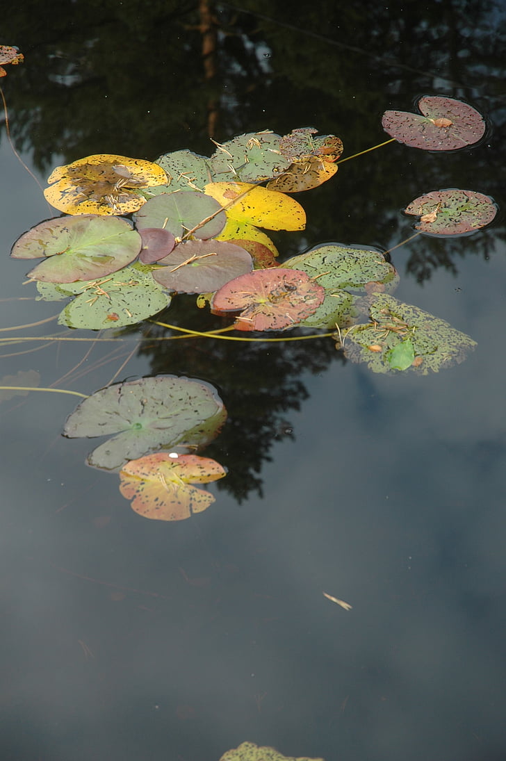 вода, Лили, езерото, водни лилии, листа, отражение