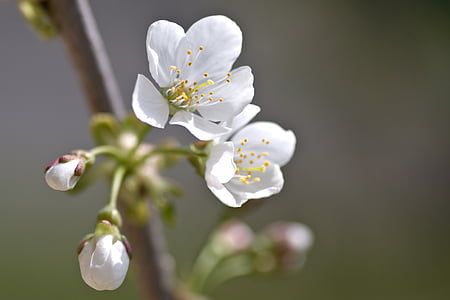 Kirschblüte, Kirsche, Blume, Makro